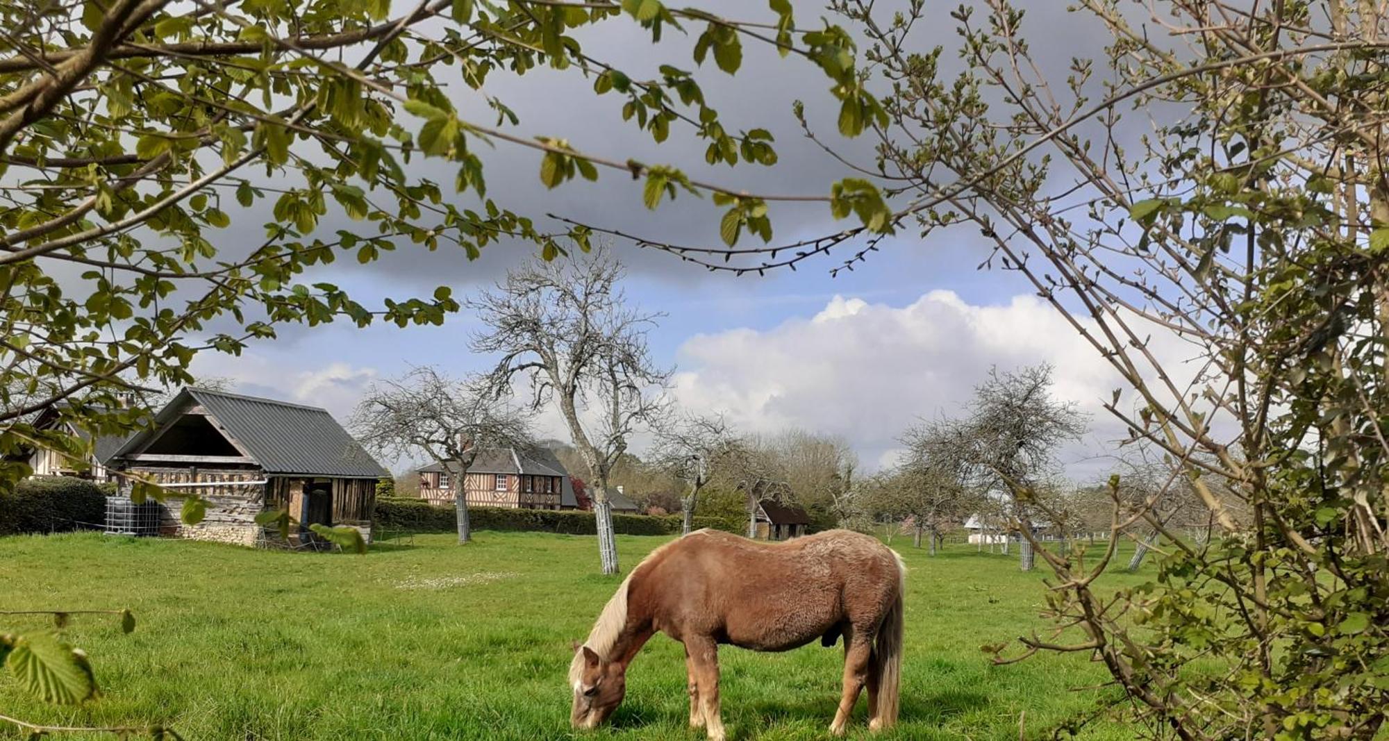 מלון Saint-Sylvestre-de-Cormeilles Au P'Tit Jardin מראה חיצוני תמונה